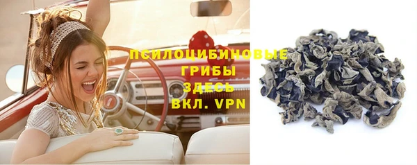 прущие грибы Покачи